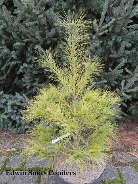 Pinus schwerinii (x) 'Filip’s Lemony Lights'